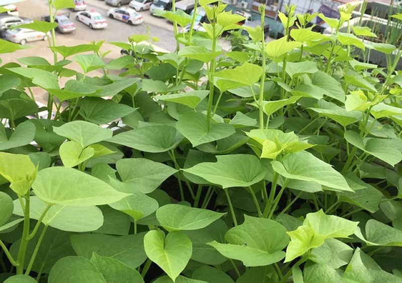 Phụ nữ sau sinh mổ ăn rau lang được không?