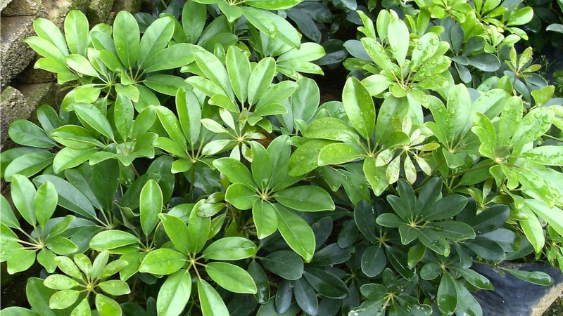 Cây Ngũ gia bì hương