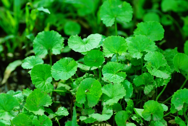 Phục hồi da mặt bị rỗ cấp tốc chỉ trong 3 tuần - Tin được không? 3