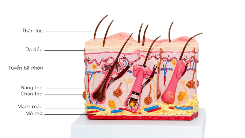 Phục hồi tóc là gì​? Hướng dẫn bạn cách phục hồi tóc hiệu quả 1