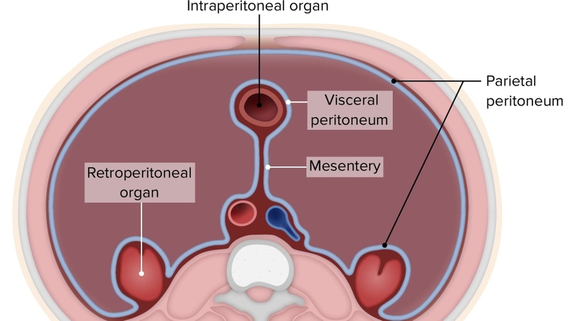 Phúc mạc là gì? Bệnh viêm phúc mạc có nguy hiểm không? 1