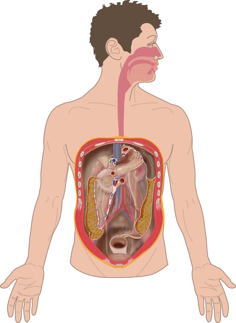 Phúc mạc là gì? Nguyên nhân gây viêm phúc mạc 3