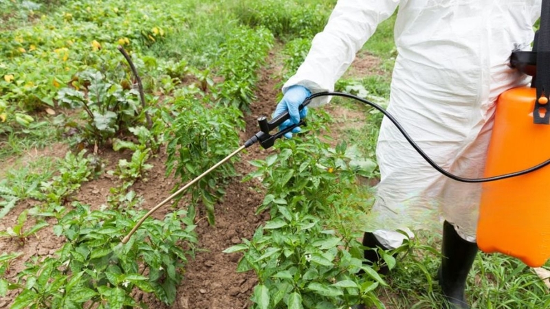 Tuân thủ hướng dẫn sử dụng thuốc trừ sâu để giảm nguy cơ tồn dư hóa chất
