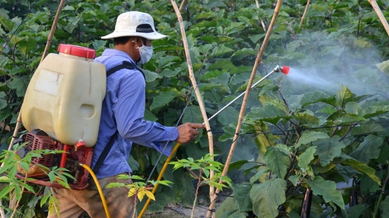 Thời gian cách ly sau khi phun thuốc trừ sâu giúp đảm bảo an toàn