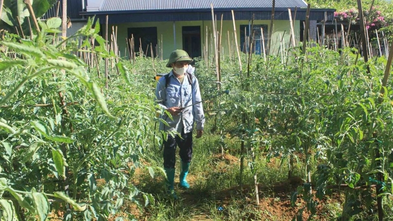 Thời gian cách ly sau khi phun thuốc trừ sâu phụ thuộc nhiều yếu tố