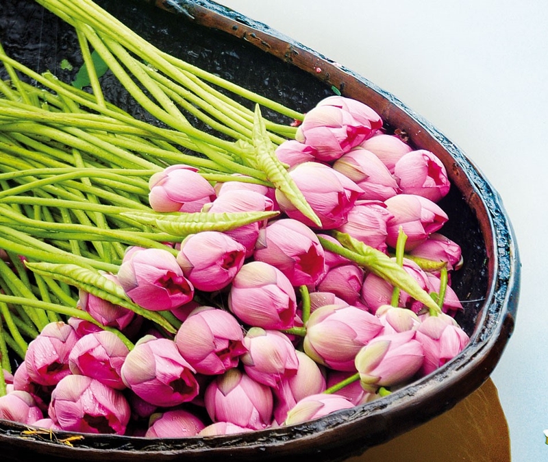 Phương pháp chữa ung thư cổ tử cung bằng thuốc nam hiệu quả 3