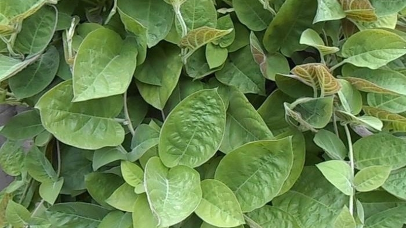 Những phương pháp chữa viêm đại tràng bằng lá mơ lông 2