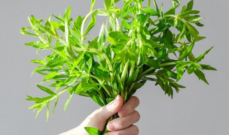 Phương pháp điều trị viêm gan C bằng thuốc nam 2