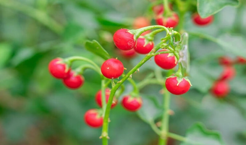 Phương pháp điều trị viêm gan C bằng thuốc nam 3