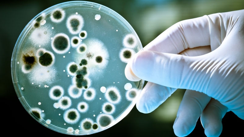 Phương pháp phân lập vi sinh vật và những điều cần biết 2