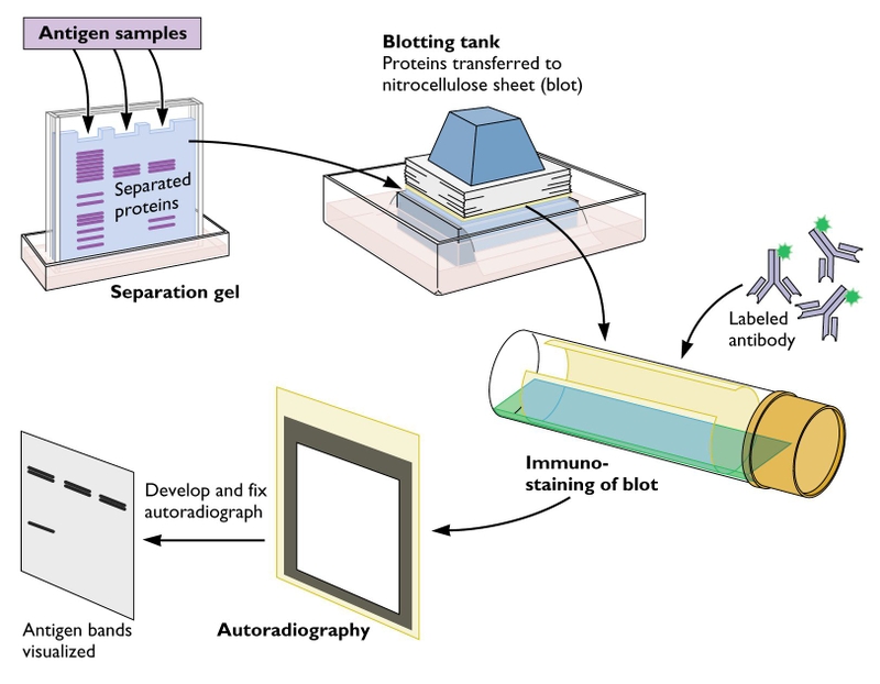 Phương pháp Western blot là gì? Ứng dụng trong y khoa và sinh học 1
