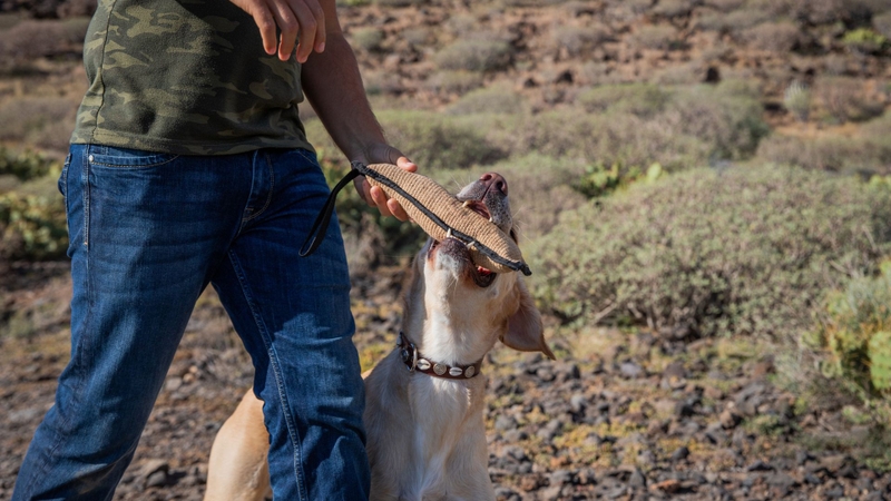 Phương thức lây truyền bệnh dại từ động vật sang người là gì? 2