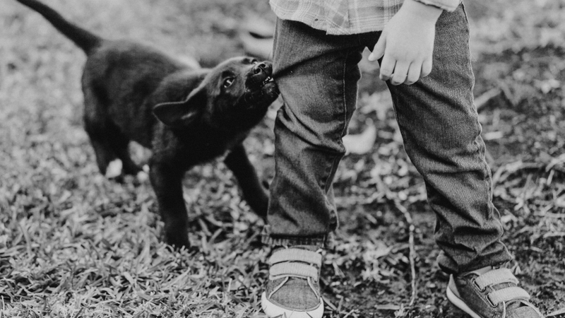 Phương thức lây truyền bệnh dại từ động vật sang người là gì? 3