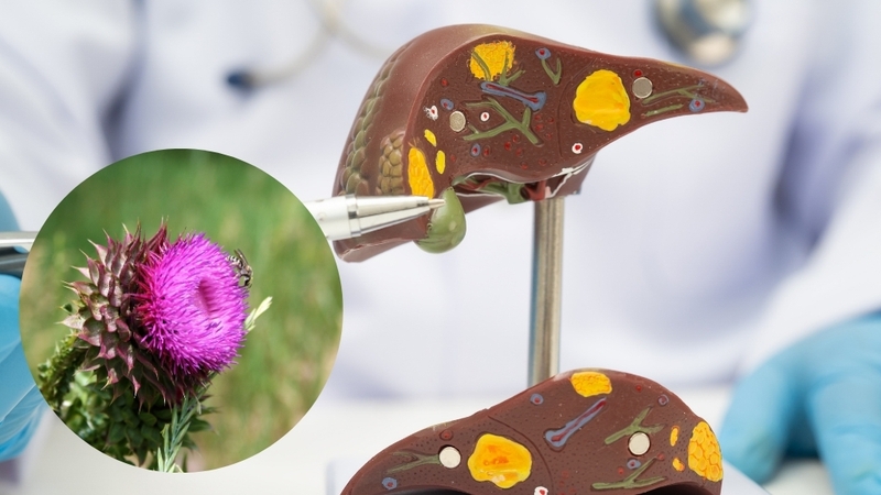 Silymarin được bào chế dưới dạng phytosome giúp tăng hấp thu, hỗ trợ bảo vệ gan