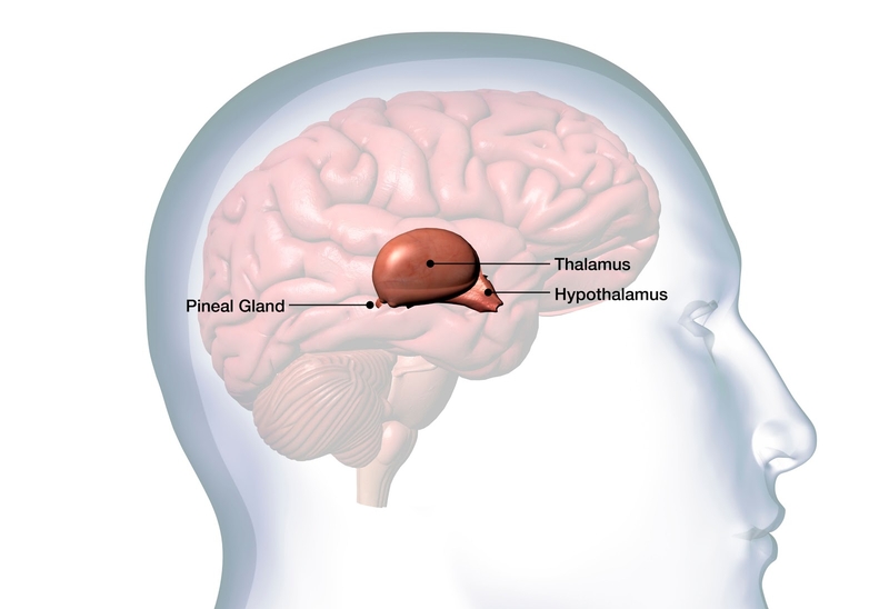 Pineal gland là gì? Tìm hiểu về cấu tạo và vai trò của pineal gland trong cơ thể-1