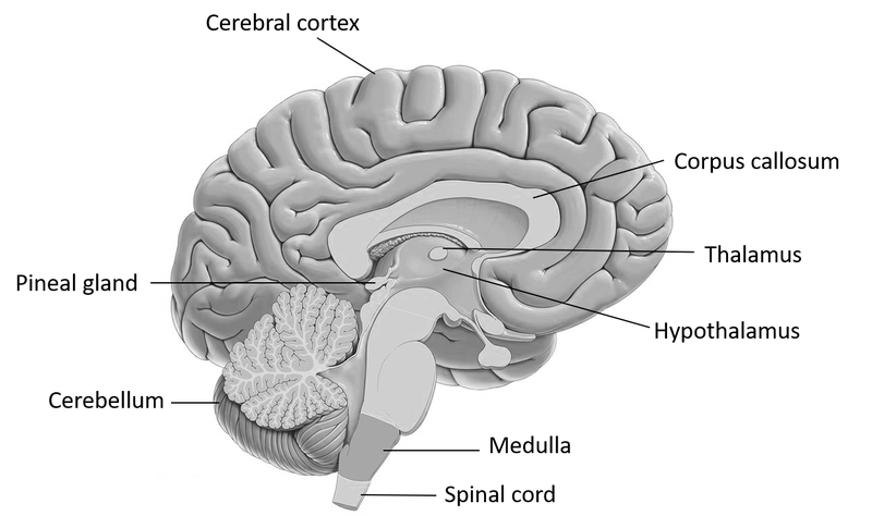 Pineal gland là gì? Tìm hiểu về cấu tạo và vai trò của pineal gland trong cơ thể-2