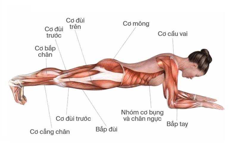 plank đốt bao nhiêu calo 2