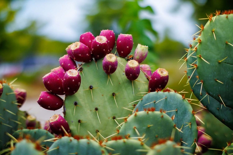 Prickly Pear là gì? Những lợi ích tuyệt vời của Prickly Pear đối với sức khỏe 1