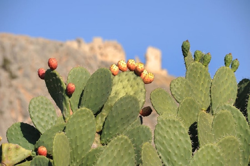 Prickly Pear là gì? Những lợi ích tuyệt vời của Prickly Pear đối với sức khỏe 2
