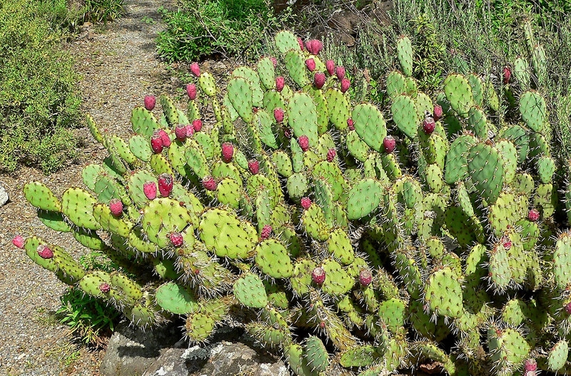 Prickly Pear là gì? Những lợi ích tuyệt vời của Prickly Pear đối với sức khỏe 3