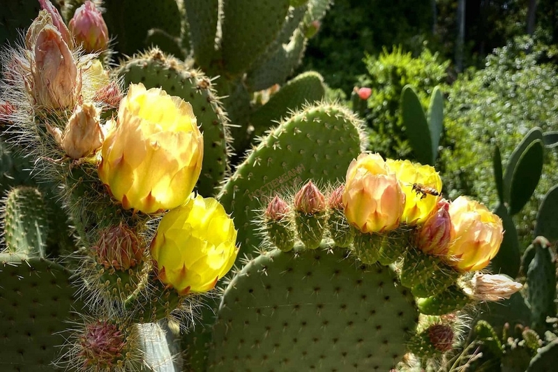 Prickly Pear là gì? Những lợi ích tuyệt vời của Prickly Pear đối với sức khỏe 4