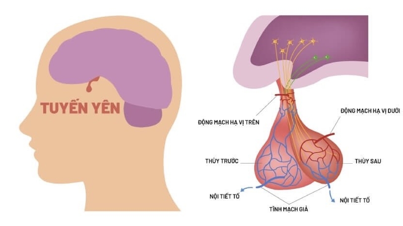 prolactin-cao-co-gay-vo-sinh-khong-nhung-dieu-can-biet-ve-hormone-nay 1