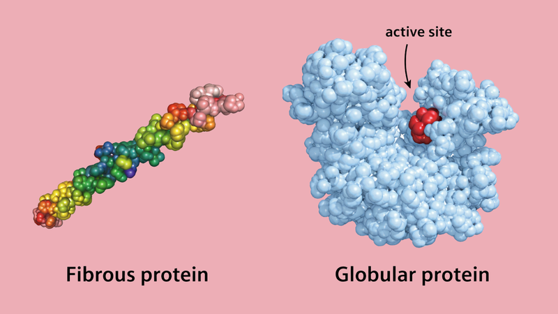 Điểm khác biệt cơ bản giữa protein hình cầu và protein sợi là hình dạng