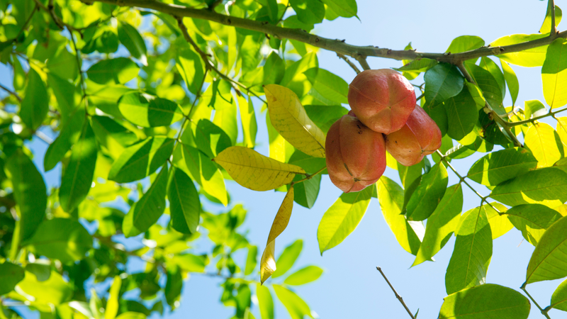 Quả Ackee là quả gì bạn đã biết hay chưa?2