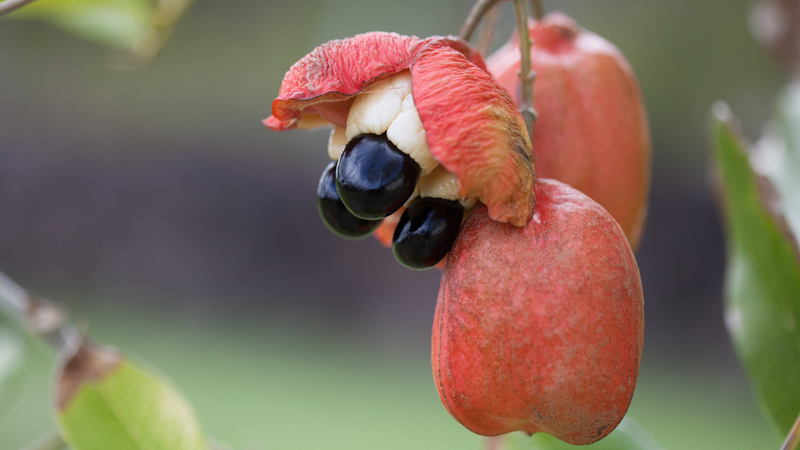 Quả Ackee là quả gì bạn đã biết hay chưa?3