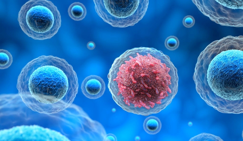 Một số hoạt chất trong quả bạch đậu khấu có khả năng hỗ trợ ngừa ung thư