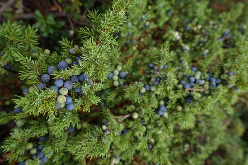 Quả bách xù là gì ? Tác dụng sức khỏe của quả bách xù 1