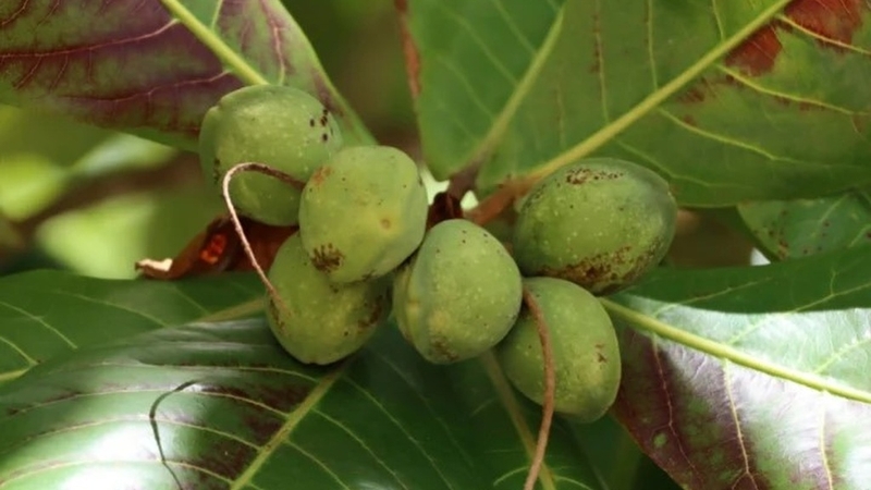 Quả bàng và những lợi ích sức khỏe ít ai ngờ đến 4