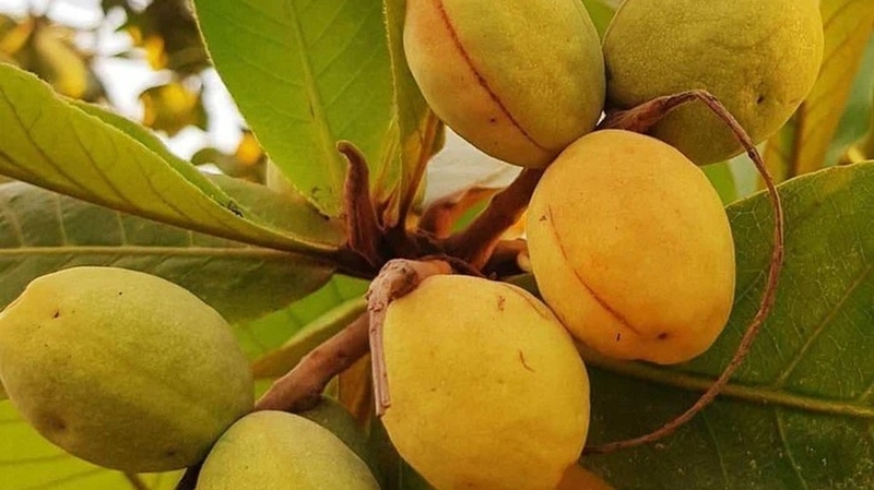 Quả bàng và những lợi ích sức khỏe ít ai ngờ đến 2