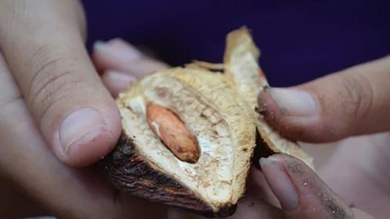 Quả bàng và những lợi ích sức khỏe ít ai ngờ đến 3