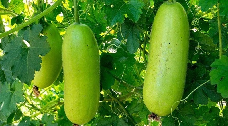 Giải đáp thắc mắc bầu ăn bí đao được không 2