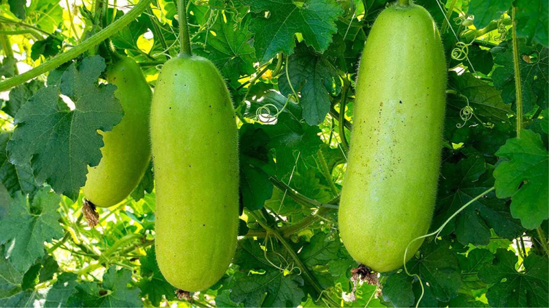 qua-bi-dao-ky-gi-nhung-mon-khong-nen-nau-cung-bi-dao (3).png