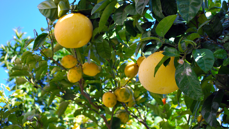 Quả bòng có hình cầu to, vỏ dày, khi còn non có màu xanh đậm, đến khi chín chuyển sang vàng tươi