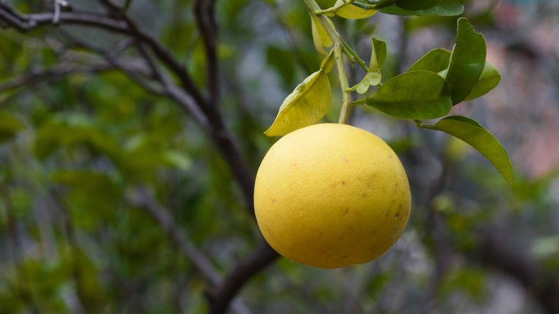 Người dân thường gọi cây bưởi bằng cái tên thân thuộc là cây bòng