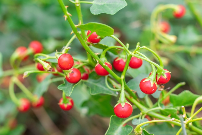 Quả cà gai leo có ăn được không và những điều bạn cần biết 1