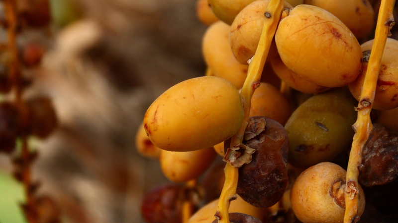 Quả chà là có ăn được vỏ không? Câu trả lời là có thể nếu vỏ được rửa sạch