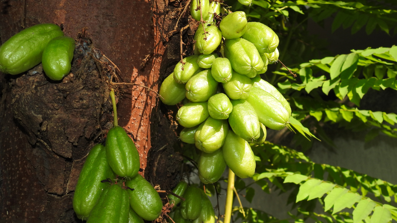 Không nên ăn khế tàu với số lượng lớn