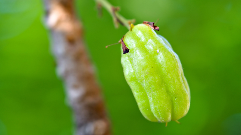 Không nên lạm dụng khế tàu như bài thuốc dân gian