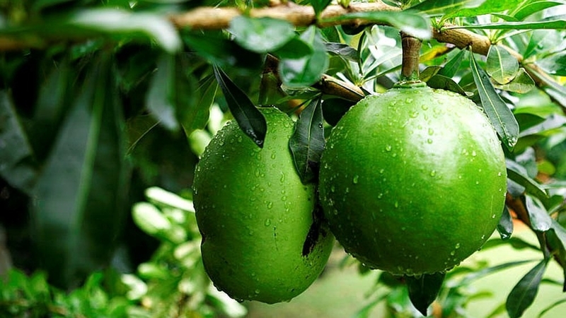 Quả đào tiên có tác dụng gì? Các lưu ý khi sử dụng 1