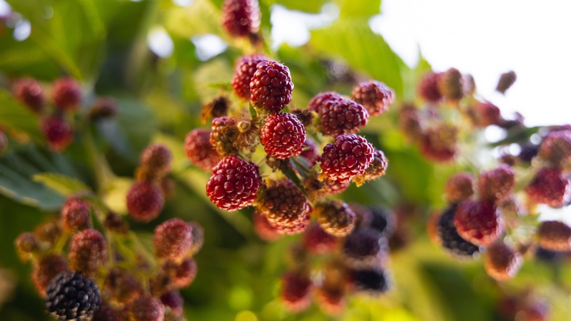 Quả dâu tằm mọng nước, non xanh nhạt, chín đỏ tím hoặc đen, vị ngọt dịu pha chút chua