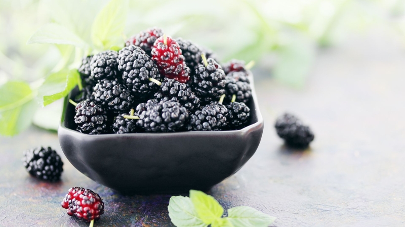 Dâu tằm có tác dụng gì là câu hỏi thắc mắc của nhiều người