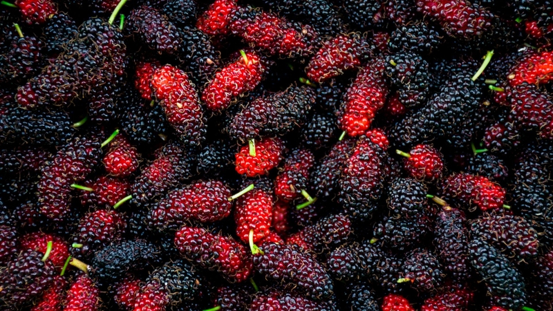 Nên ưu tiên quả chín tự nhiên, màu sẫm, còn nguyên vẹn để dùng