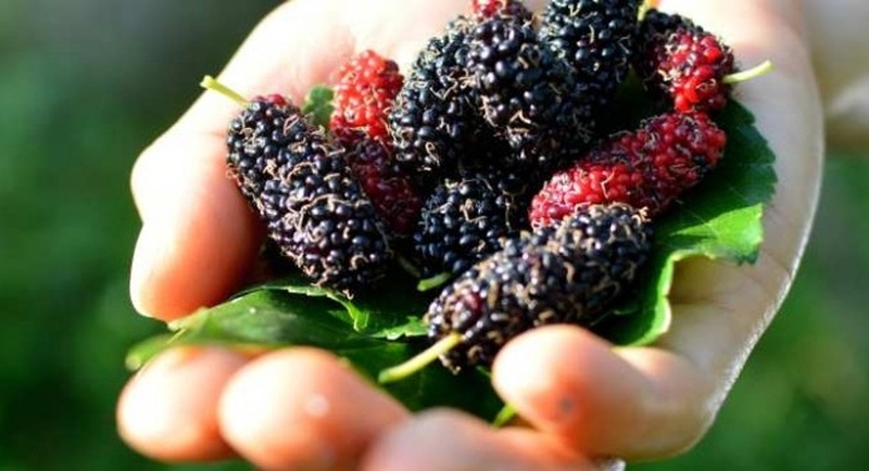 dau-tam-va-nhung-loi-ich-suc-khoe-khong-phai-ai-cung-biet-1