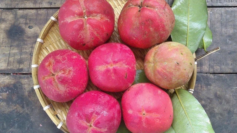 Ăn quả hồng nhung giúp giảm táo bón