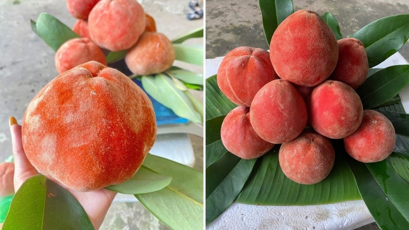 Lưu ý không nên ăn quả hồng nhung khi bụng đang đói