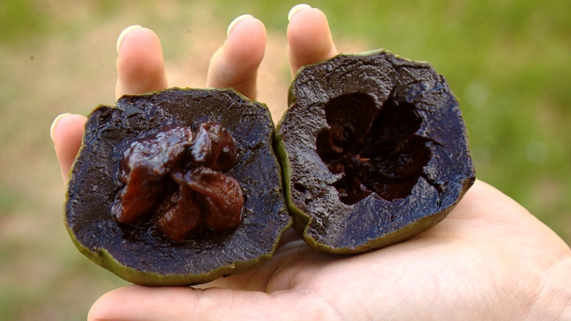 Quả hồng socola có tác dụng gì với sức khỏe 3